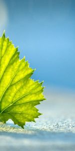 Macro,Patterned,Sheet,Leaf,Surface,Background