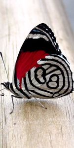 Macro,Patterns,Surface,Wings,Butterfly