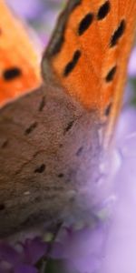 Macro,Patterns,Wings,Butterfly