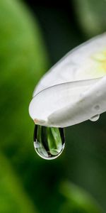 Flor,Macro,Una Gota,Soltar,Pétalo,Plumeria