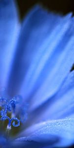 Macro,Petals,Background,Flower