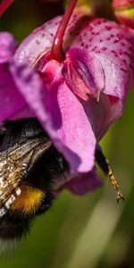 Pollinisation,Macro,Abeille,Fleur,Pétales