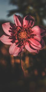 Macro,Petals,Blur,Smooth,Flower,Close Up,Flowering,Bloom