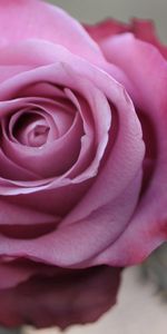 Macro,Petals,Bud,Bright,Rose,Rose Flower