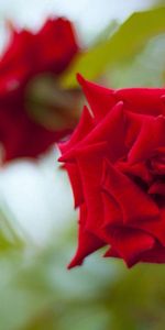 Rosa,Macro,Pétalos,Yema,Brote,Planta,Flor Rosa