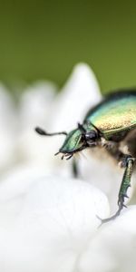 Macro,Petals,Bug,Beetle,Flower