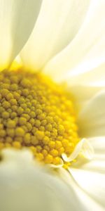 Macro,Petals,Chamomile,Close Up,Camomile