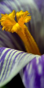 Macro,Petals,Crocus,Flower