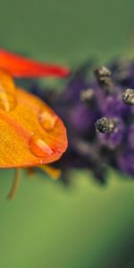 Macro,Petals,Drop,Shades,Flower