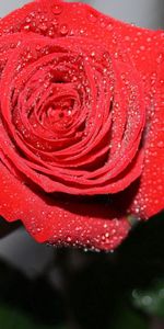 Macro,Petals,Drops,Rose,Rose Flower