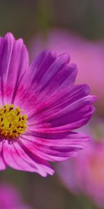 Flor,Macro,Pétalos,Campo,Planta