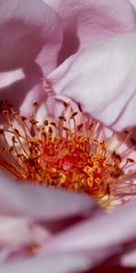 Macro,Petals,Flower