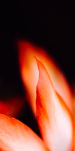 Macro,Petals,Flower