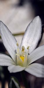 Planter,Macro,Plante,Fleur,Pétales