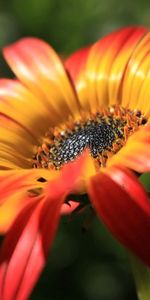 Macro,Petals,Flower,Plant