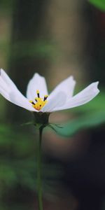 Macro,Petals,Flowering,Flower,Plant,Bloom