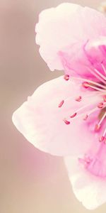 Macro,Petals,Flowering,Flowers,Bloom