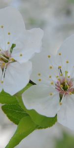 Macro,Pétales,Floraison,Fleurs,Source,Printemps