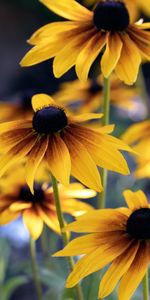 Macro,Petals,Flowers