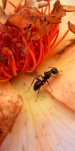 Macro,Petals,Insect,Crawl,Flower