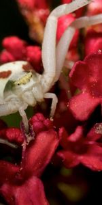 Macro,Petals,Insect,Spider,Climb