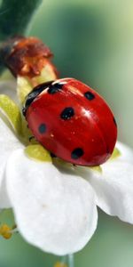 Macro,Petals,Ladybug,Ladybird,Flower