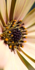 Flor,Macro,Luz,Pétalos,De Color Claro,Polen