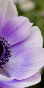 Macro,Petals,Lilac,Flower