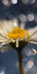 Macro,Petals,Moisture,Chamomile,Flower,Drops,Camomile