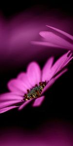 Macro,Petals,Pair,Shadow,Flower,Couple