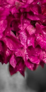 Macro,Petals,Plant,Drops