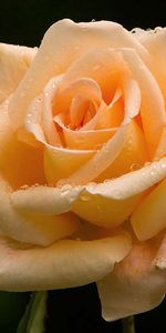 Macro,Petals,Rose,Drops,Rose Flower,Background