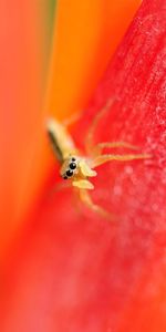 Macro,Petals,Small,Bright,Spider,Eyes