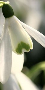 Macro,Pétalos,Flor De Primavera,Campanilla De Febrero