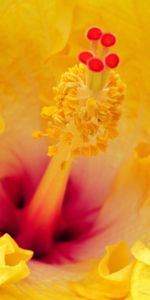 Macro,Petals,Stamens,Flower