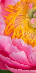 Macro,Petals,Stamens,Peony,Flower,Pion