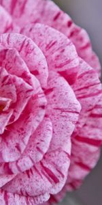 Macro,Petals,Streaks,Flower,Lines,Stripes