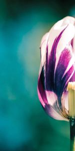 Macro,Petals,Streaks,Stem,Stalk,Tulips,Stripes