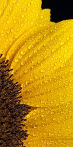 Macro,Petals,Sunflower,Drops