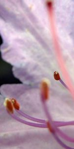 Macro,Petals,Tenderness,Stamens,Flower