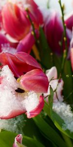 Macro,Petals,Tulips,Snow