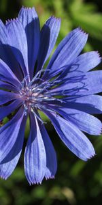 Macro,Pétalos,Flor Silvestre,Planta,Flor De Campo