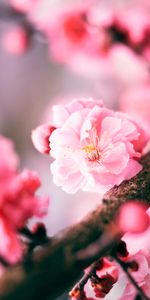 Macro,Pink,Flower,Sakura