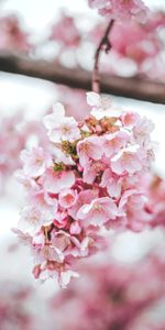 Macro,Pink,Flowering,Flowers,Bloom,Sakura