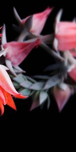 Macro,Plant,Background,Flower