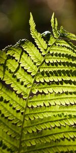 Macro,Plant,Branch,Fern