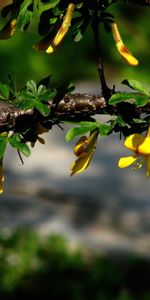 Planter,Branche,Plante,Feuilles,Fleurs,Macro