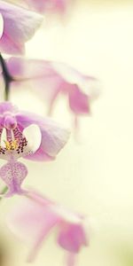 Macro,Plant,Branch,Orchid,Flower