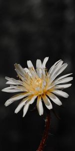 Macro,Plant,Close Up,Flowering,Flower,Bloom