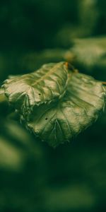 Macro,Plant,Close Up,Leaves